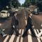 A gombafejek átgyalogolnak az Abbey Road zebráján