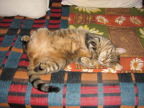 A kényelmet imádó Bencili macskánk 1