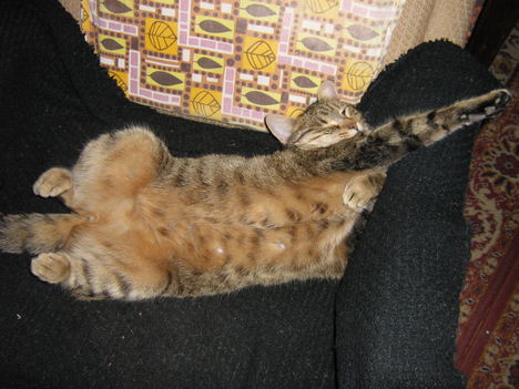 A kényelmet imádó Bencili macskánk 2