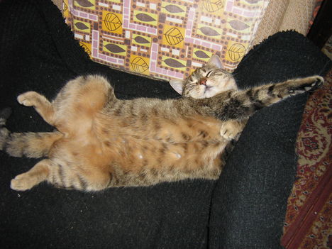 A kényelmet imádó Bencili macskánk 3