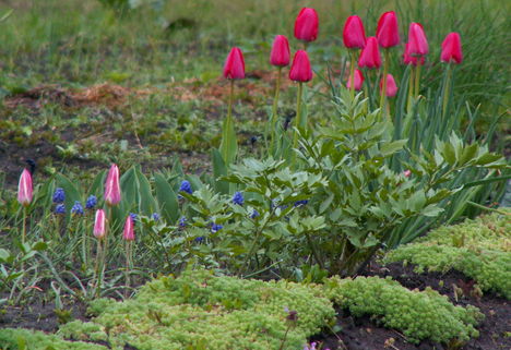 kert, tulipán