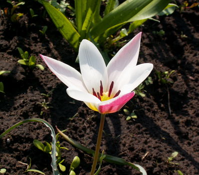 Tulipa clusiana lady jane