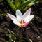 Tulipa clusiana lady jane
