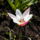 Tulipa_clusiana_lady_jane_679771_36730_t
