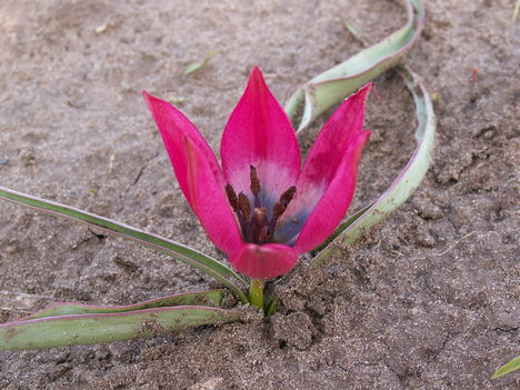 Tulipa pulchella  little beauty