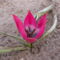 Tulipa pulchella  little beauty