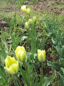 tulipán 2010