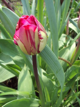 tulipán 2010