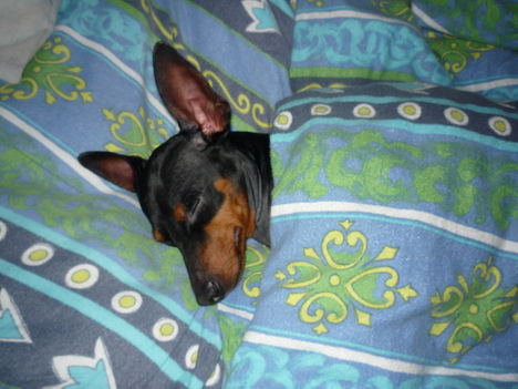 Alvin az én ágyikómban:)