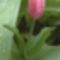 cakkos szélű tulipán