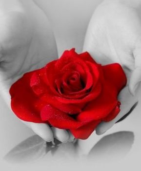 Szerelem rózsa
