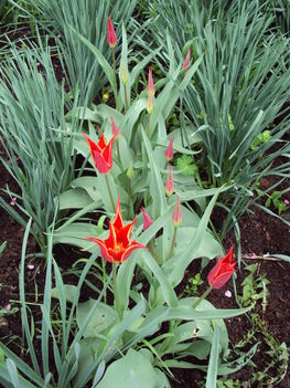 tulipán 2010