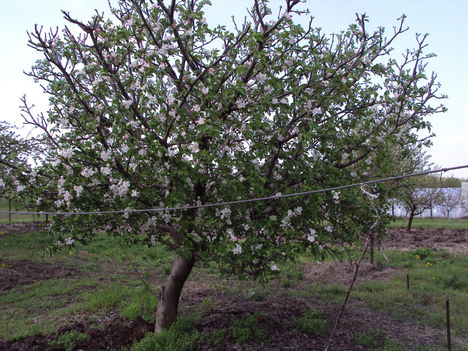 almafa virágzás 2010