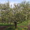 almafa virágzás 2010