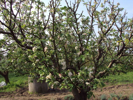 Éva almafa virágzás 2010