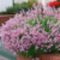 lavandula_angustifolia_loddon_pink_314