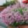 Lavandula_angustifolia_loddon_pink_314_681500_46253_t