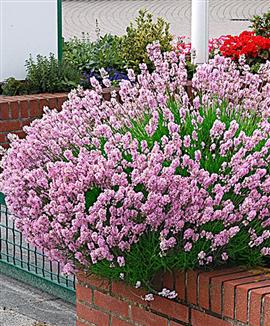 lavandula_angustifolia_loddon_pink_314