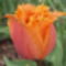 tulipánok 074