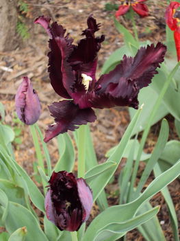 tulipánok 075