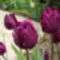 tulipánok 078