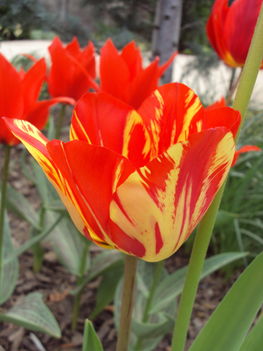 tulipánok 083