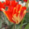 tulipánok 083