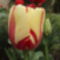 tulipánok 084