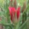 tulipánok 085