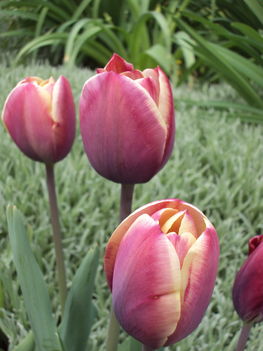 tulipánok 089