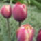 tulipánok 089