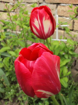 tulipánok 090