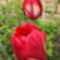 tulipánok 090