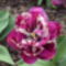 tulipánok 091