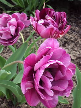 tulipánok 092