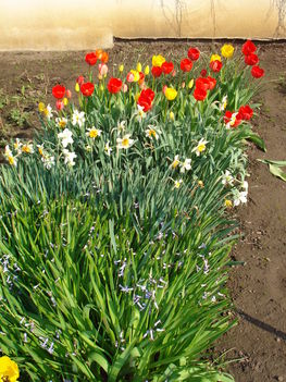 tulipántok