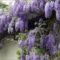 wisteria_sinensis