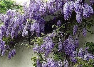 wisteria_sinensis