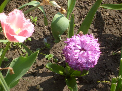 Tavaszi virágok 
