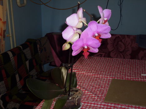 SDC11583 orhidea