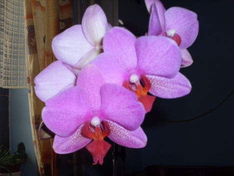 SDC11584 orhidea