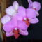 SDC11584 orhidea