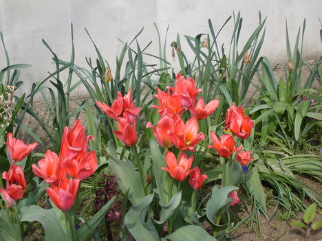 SDC11585 csokros tulipánt