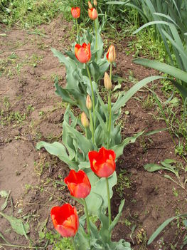 tulipán 2010