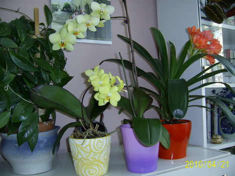 A két sárga orchideám