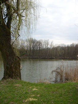 Kastélypark lábánál a Holt-Tisza