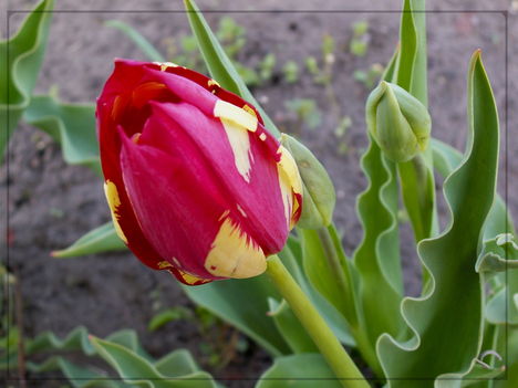 Tulipán - Tulipa spp