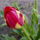 Tulipan__tulipa_spp_685914_48086_t