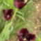 tulipánok 108