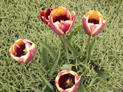 tulipánok 109